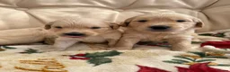 Golden Retriever dogs for sale: Kennel Club Golden Retriever Puppies Health Tested - Advert 29