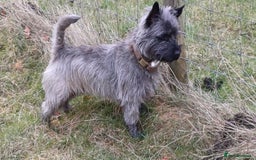 Cairn Terrier dogs for stud: Champion bloodline, KC registered Cairn for stud. in Hope Valley - Image 9