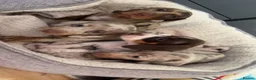 Miniature Dachshund dogs for sale: Miniature dachshunds  - Advert 21