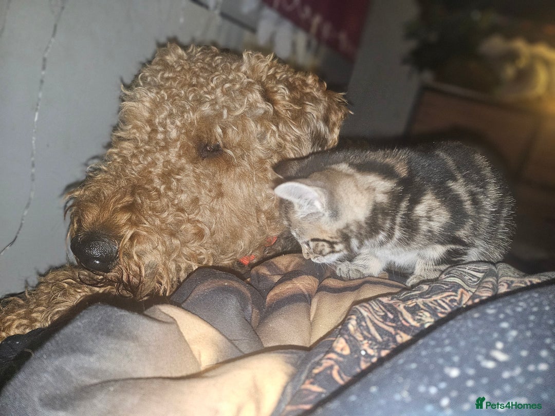 Mixed Breed cats for sale: Mixed breed kittens for sale  - Advert 6