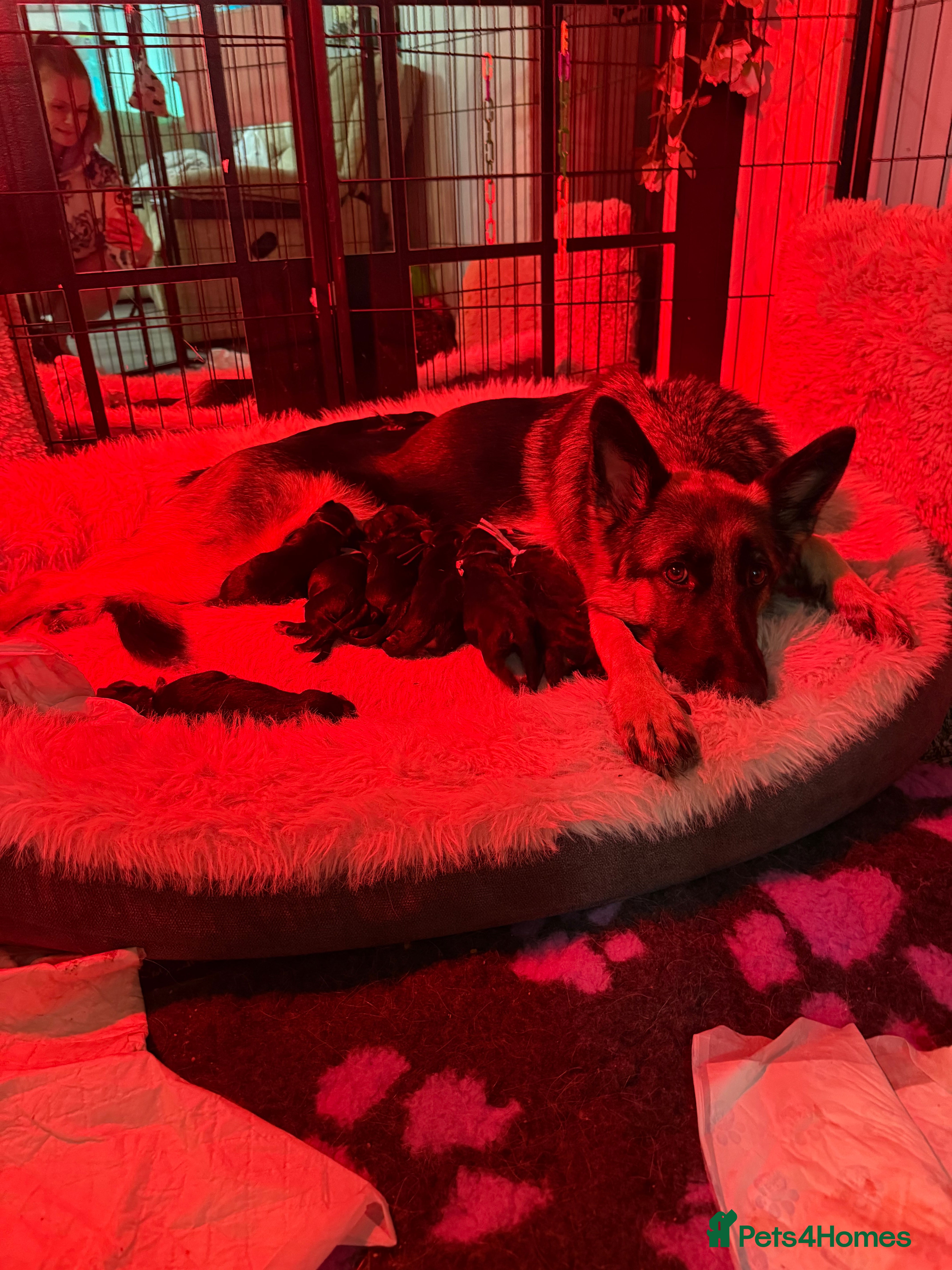 German Shepherd dogs Beautiful German Shepherd puppies  - Advert 2