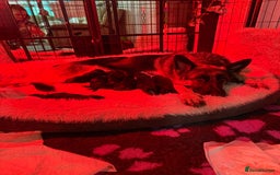 German Shepherd dogs for sale: Beautiful German Shepherd puppies  - Advert 21