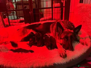 German Shepherd dogs Beautiful German Shepherd puppies - Advert 3