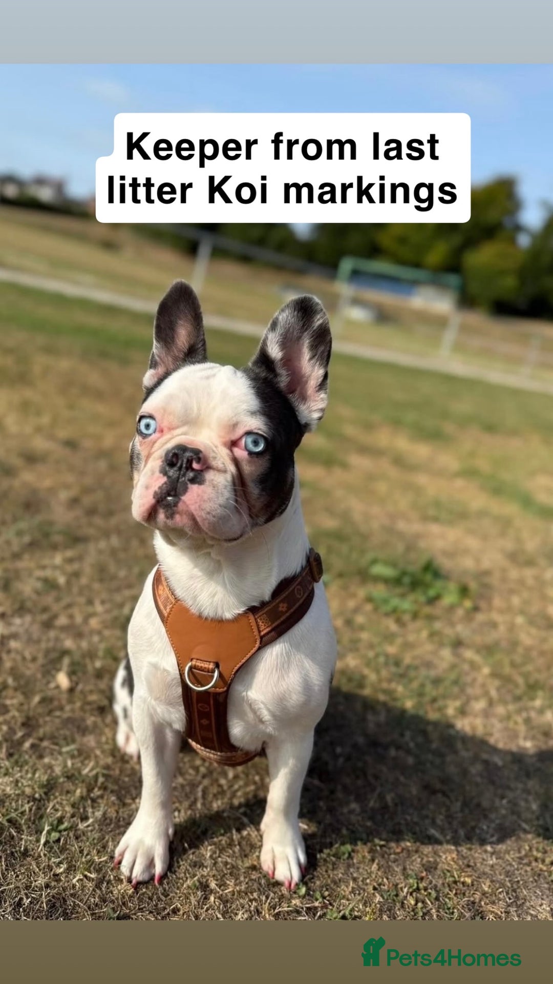 French Bulldog dogs for sale: Beautiful KC registered French Bulldog puppies - Advert 13