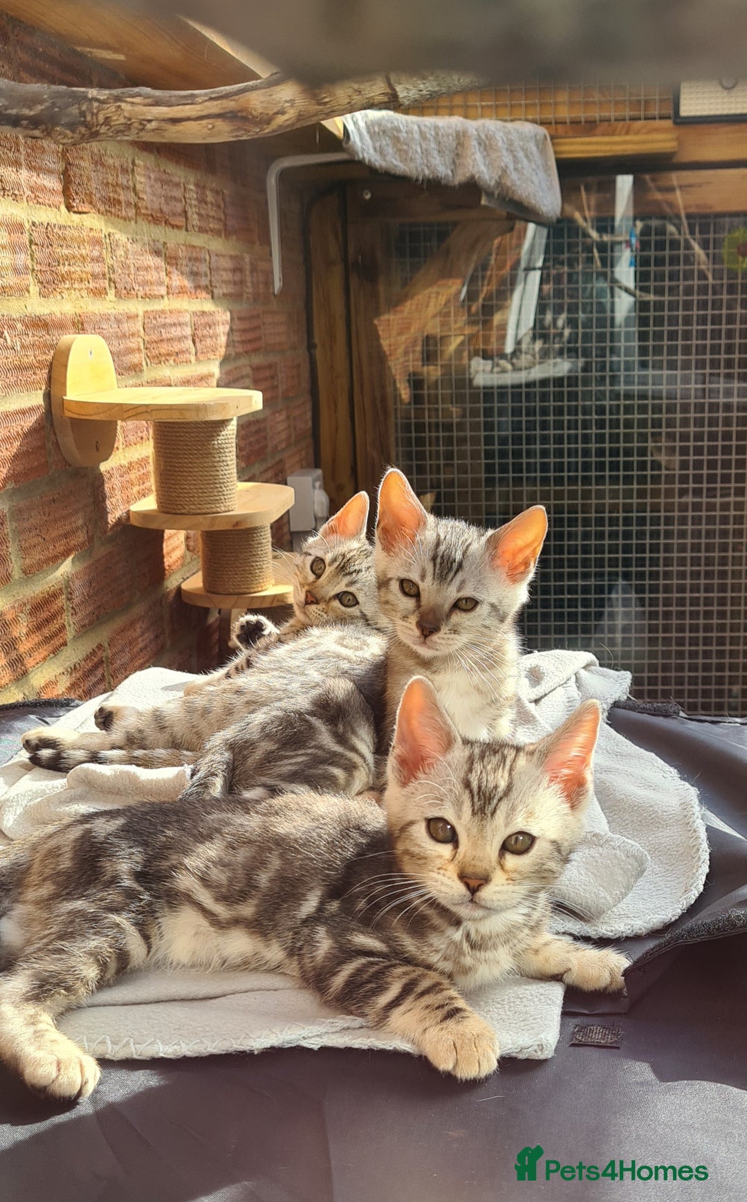 Bengal cats for sale: Female and male Bengal kittens - Advert 9