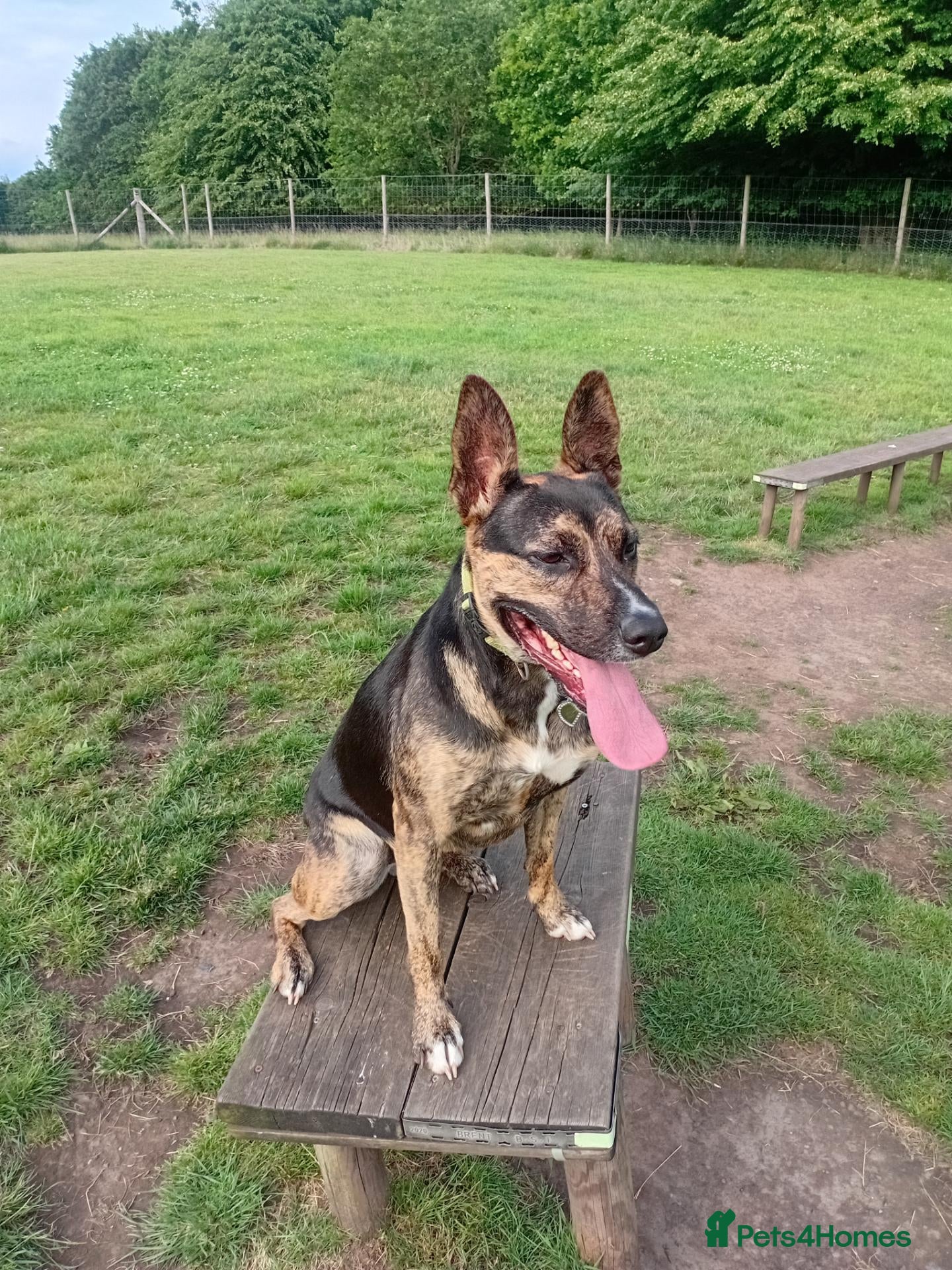Mixed Breed dogs 3yr German shepherd Staffordshire cross  - Advert 2