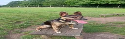 Mixed Breed dogs for sale: 3yr German shepherd Staffordshire cross  in Manchester - Advert 1