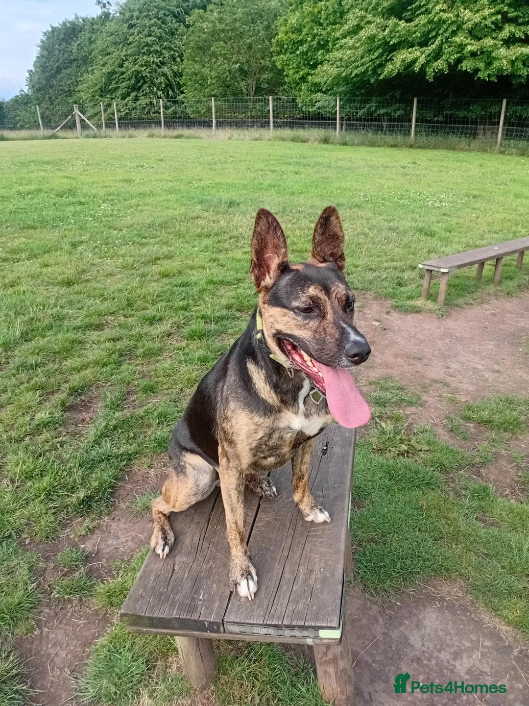 Mixed Breed dogs for sale: 3yr German shepherd Staffordshire cross  in Manchester - Advert 1