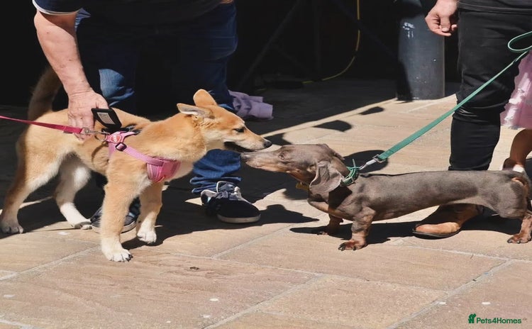 Dachshund dogs - Advert 2