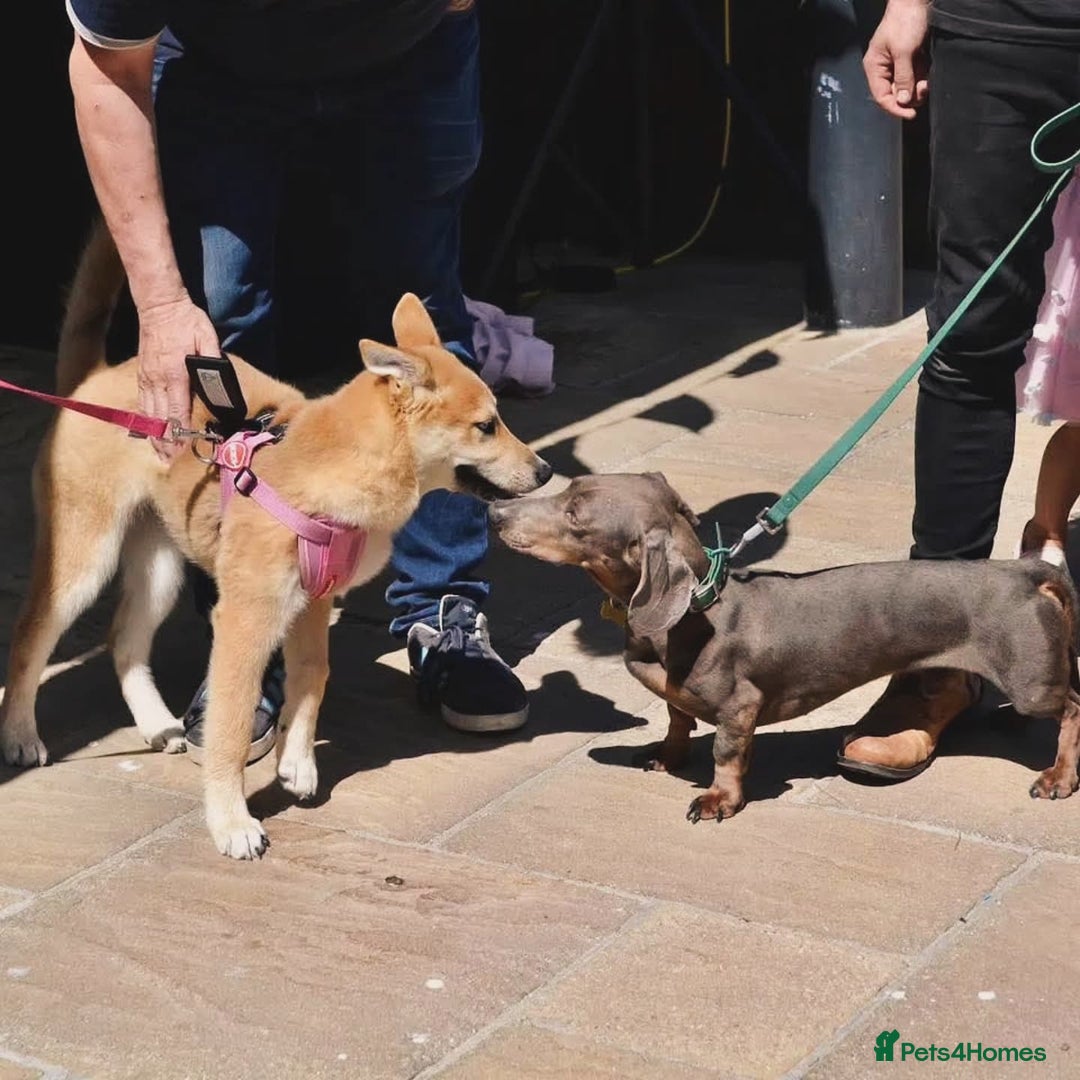 Dachshund dogs for stud: Proven STUD Dachshund Blue & Tan - Image 1