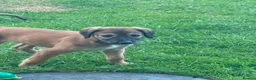 Mixed Breed dogs for sale: Saluki greyhound 2 red girls left !  - Advert 3