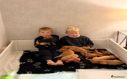 Labrador Retriever dogs for sale: FOX RED LABRADOR PUPPIES  - Image 9