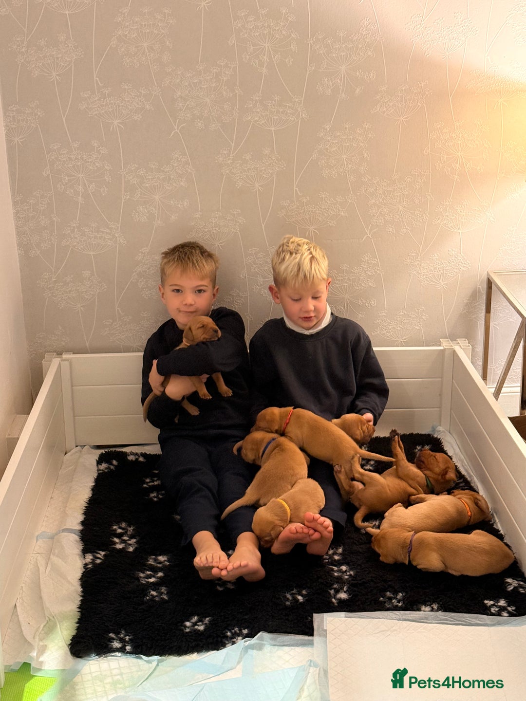 Labrador Retriever dogs for sale: FOX RED LABRADOR PUPPIES  - Image 9