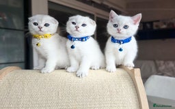 Scottish Fold cats for sale: Beautiful Scottish Straight&Fold Kittens Available - Image 1