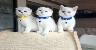 Scottish Fold cats - Advert 4