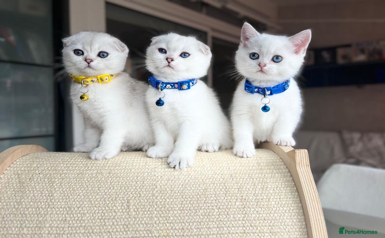 Scottish Fold cats - Advert 11
