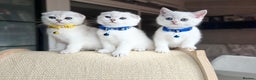Scottish Fold cats for sale: Beautiful Scottish Straight&Fold Kittens Available - Advert 2