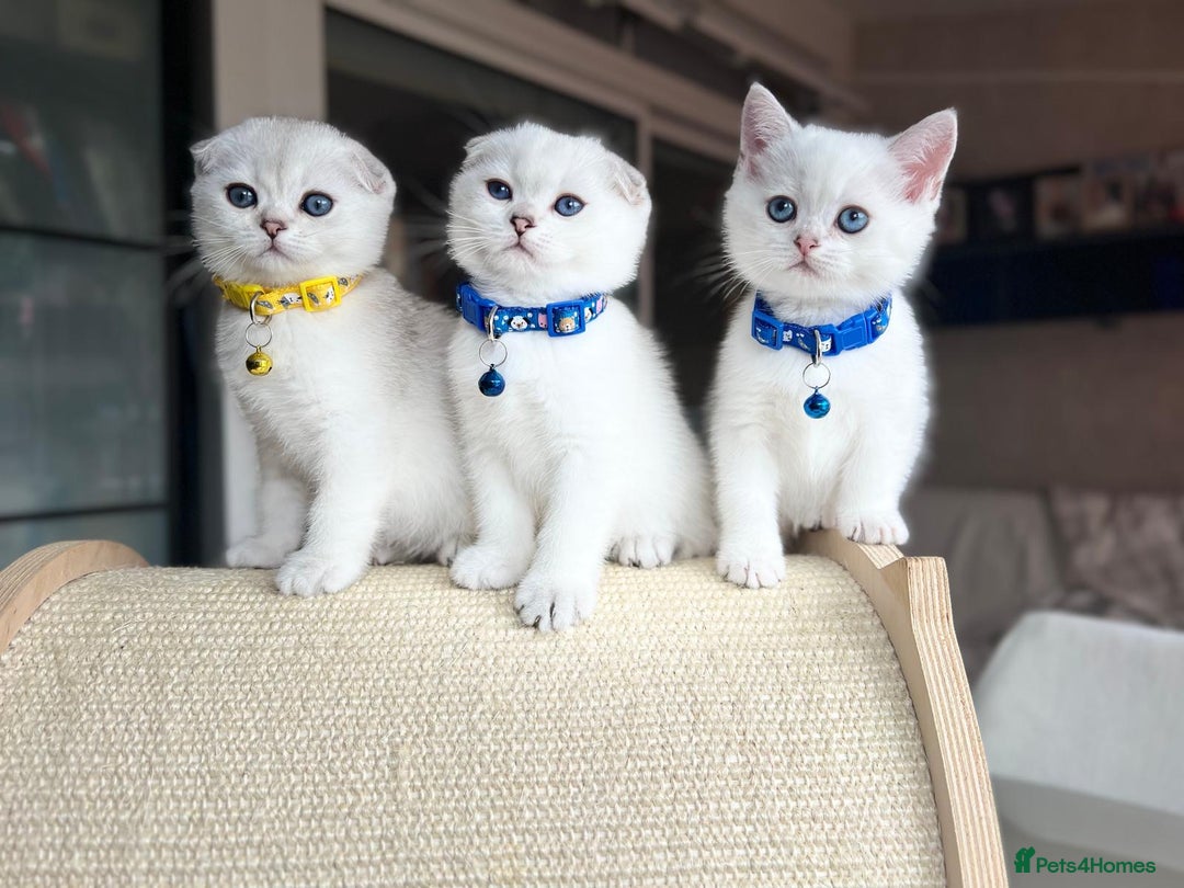 Scottish Fold cats for sale: Beautiful Scottish Straight&Fold Kittens Available - Image 1