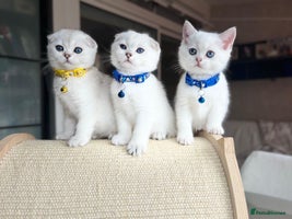 Scottish Fold cats - Advert 11