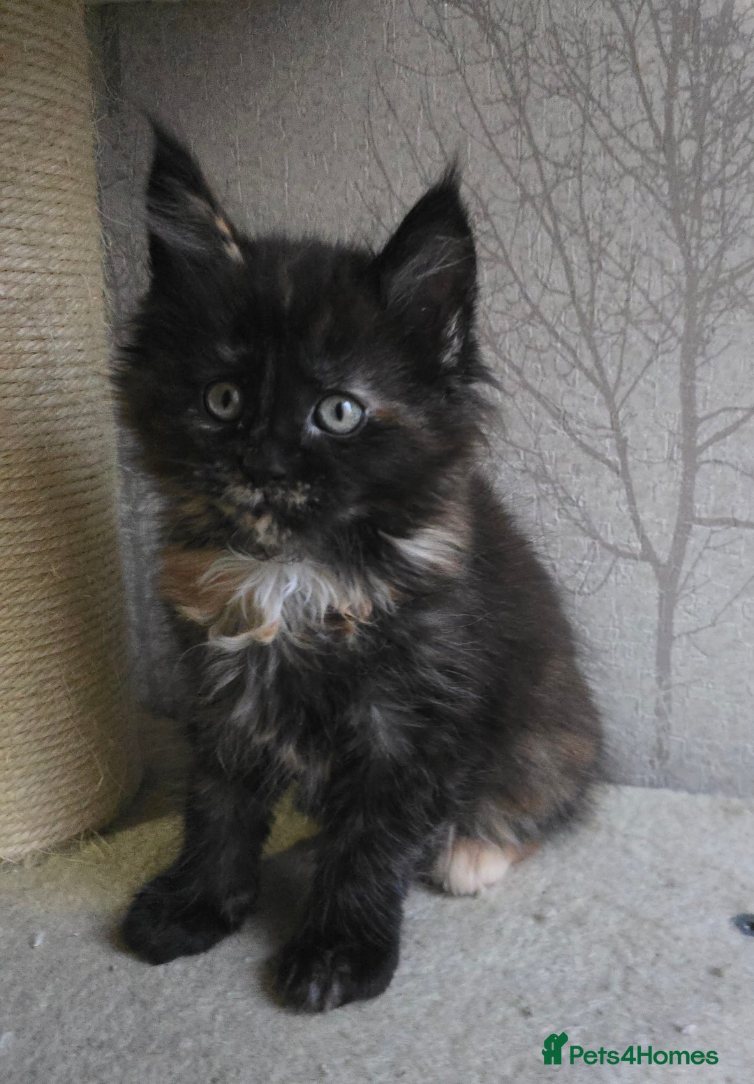 Maine Coon cats for sale: Beautiful Tica registered girls - Advert 9