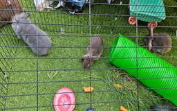 Mini Lion Lop rabbits for sale: Mini lop cross lionhead/mini lop - Image 9