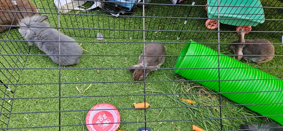 Mini Lion Lop rabbits for sale: Mini lop cross lionhead/mini lop - Image 9