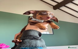 Mixed Breed dogs for sale: chiweenie pup for sale  - Advert 1