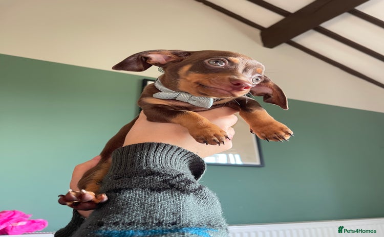 Mixed Breed dogs chiweenie pup for sale  - Advert 4