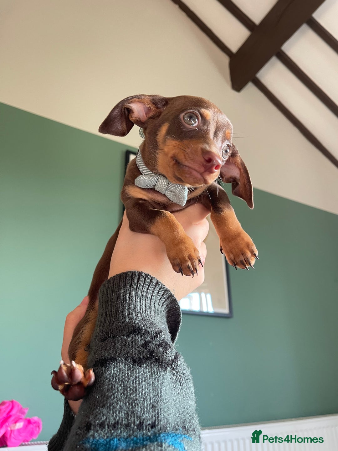 Mixed Breed dogs for sale: chiweenie pup for sale  - Advert 1