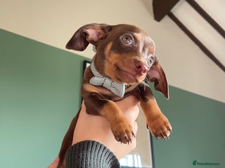 Mixed Breed dogs chiweenie pup for sale - Advert 3