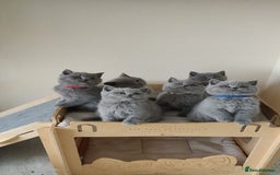 British Shorthair cats for sale: Ready Now British shorthair Amazing kittens - Advert 9