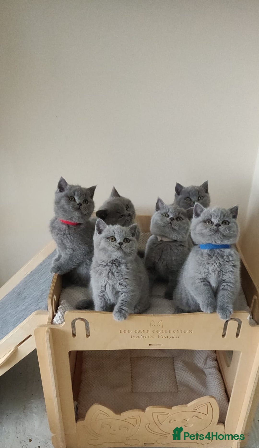 British Shorthair cats for sale: Ready Now British shorthair Amazing kittens - Advert 9