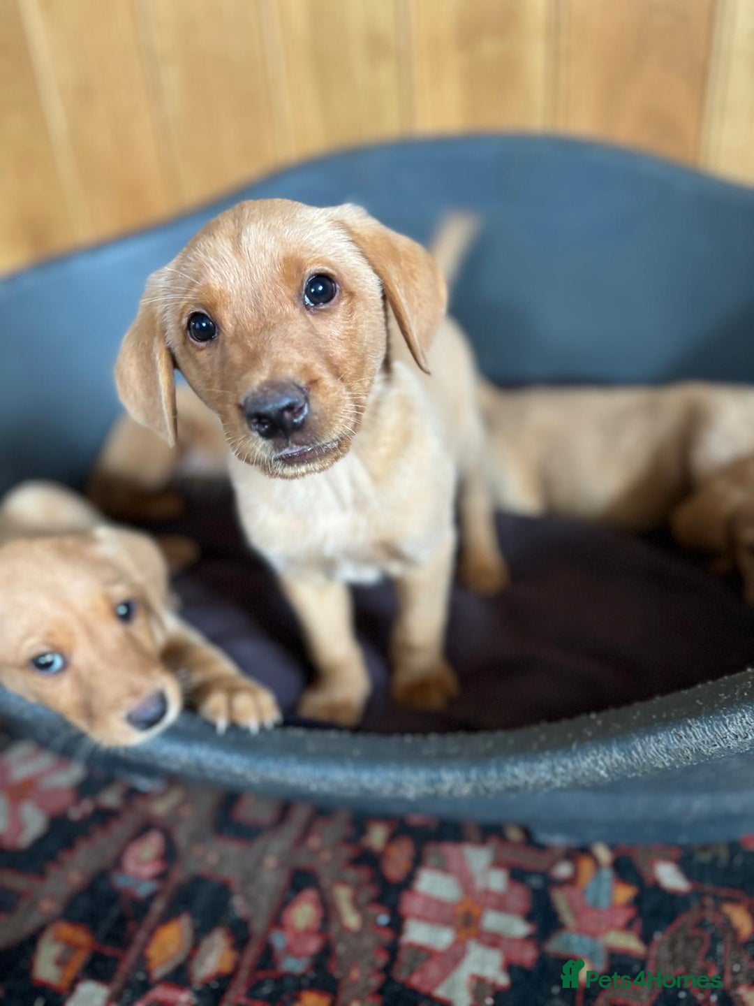 Labrador Retriever dogs for sale: KC FOX RED LABRADORS  - Image 5