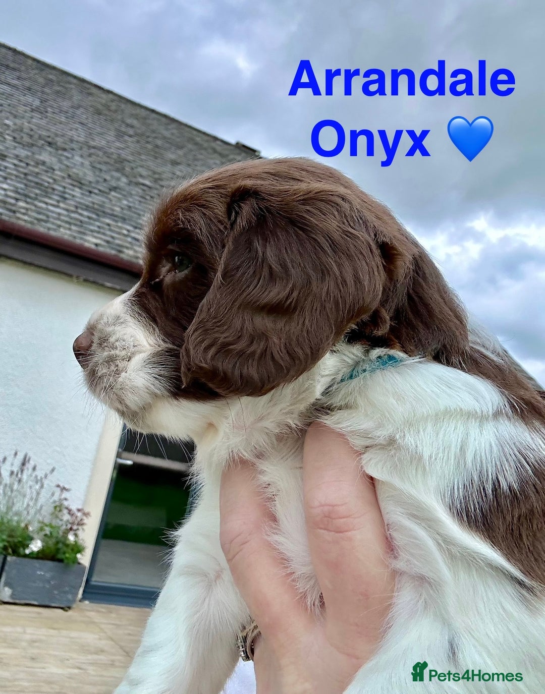 English Springer Spaniel dogs for sale: Springer Spaniels - Image 16