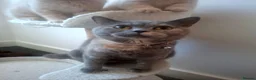 British Shorthair cats for sale: BEAUTIFUL BRITISH SHORTHAIR KITTENS - Advert 28