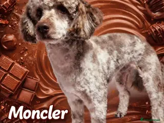 Miniature Poodle dogs Waiting list miniature poodles - Advert 17