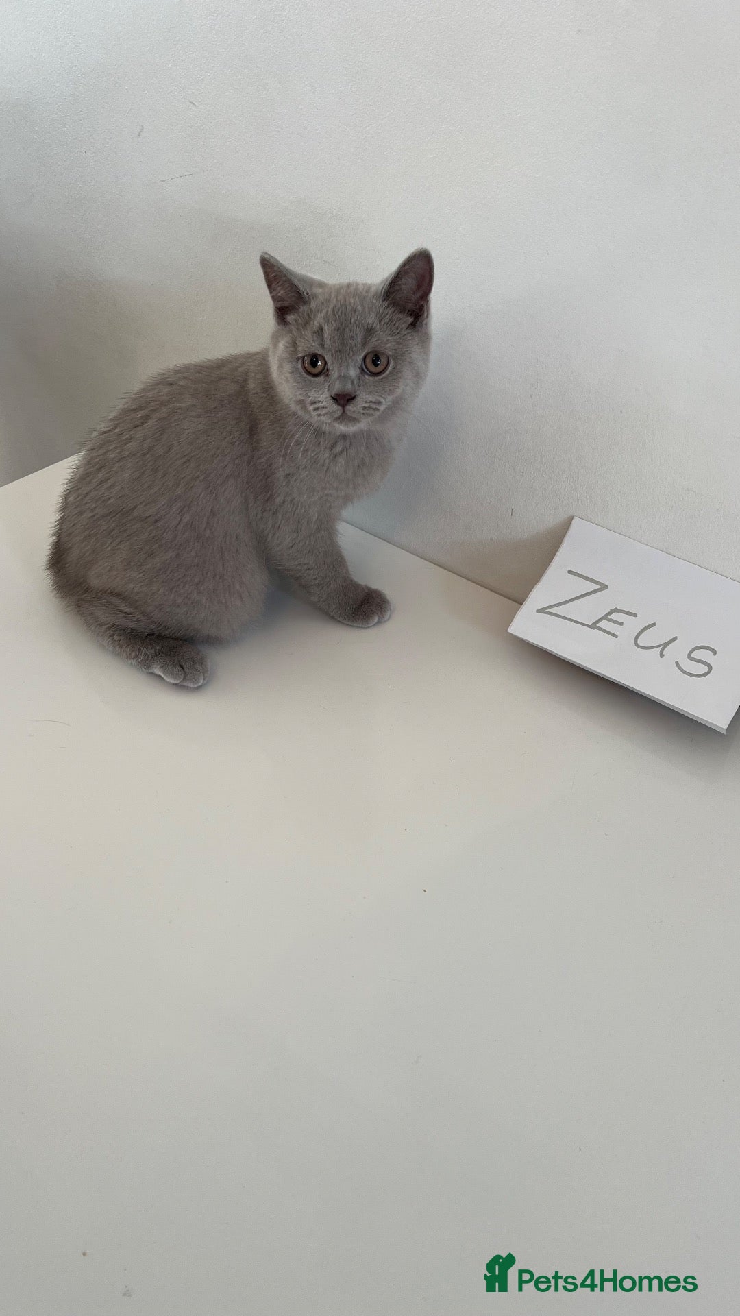 British Shorthair cats 3  British Shorthair Kittens – Champion Pedigree - Advert 1