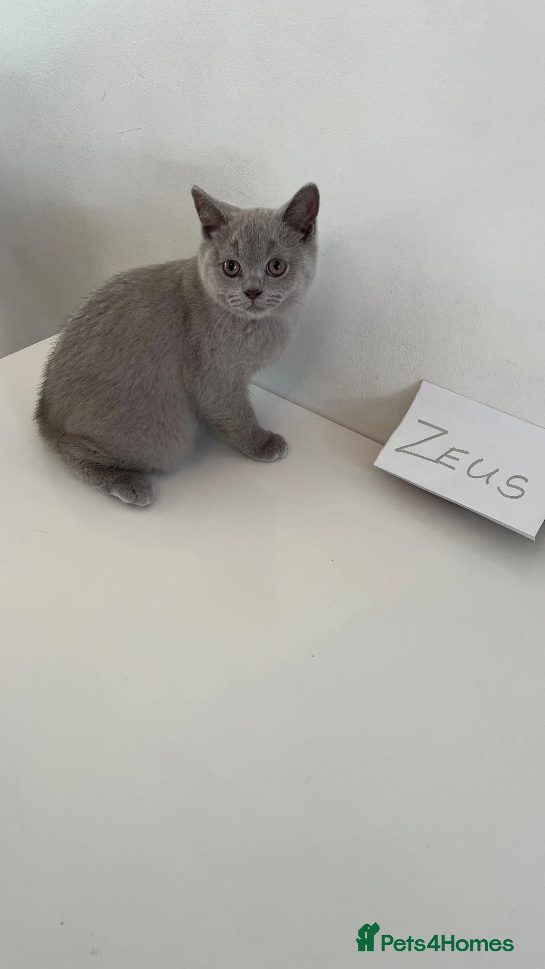 British Shorthair cats for sale: 3  British Shorthair Kittens – Champion Pedigree - Advert 1