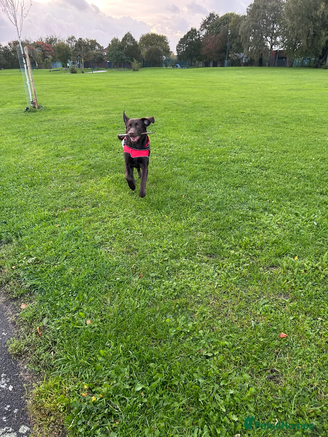 Labrador Retriever dogs for stud: Rolo  - Advert 2