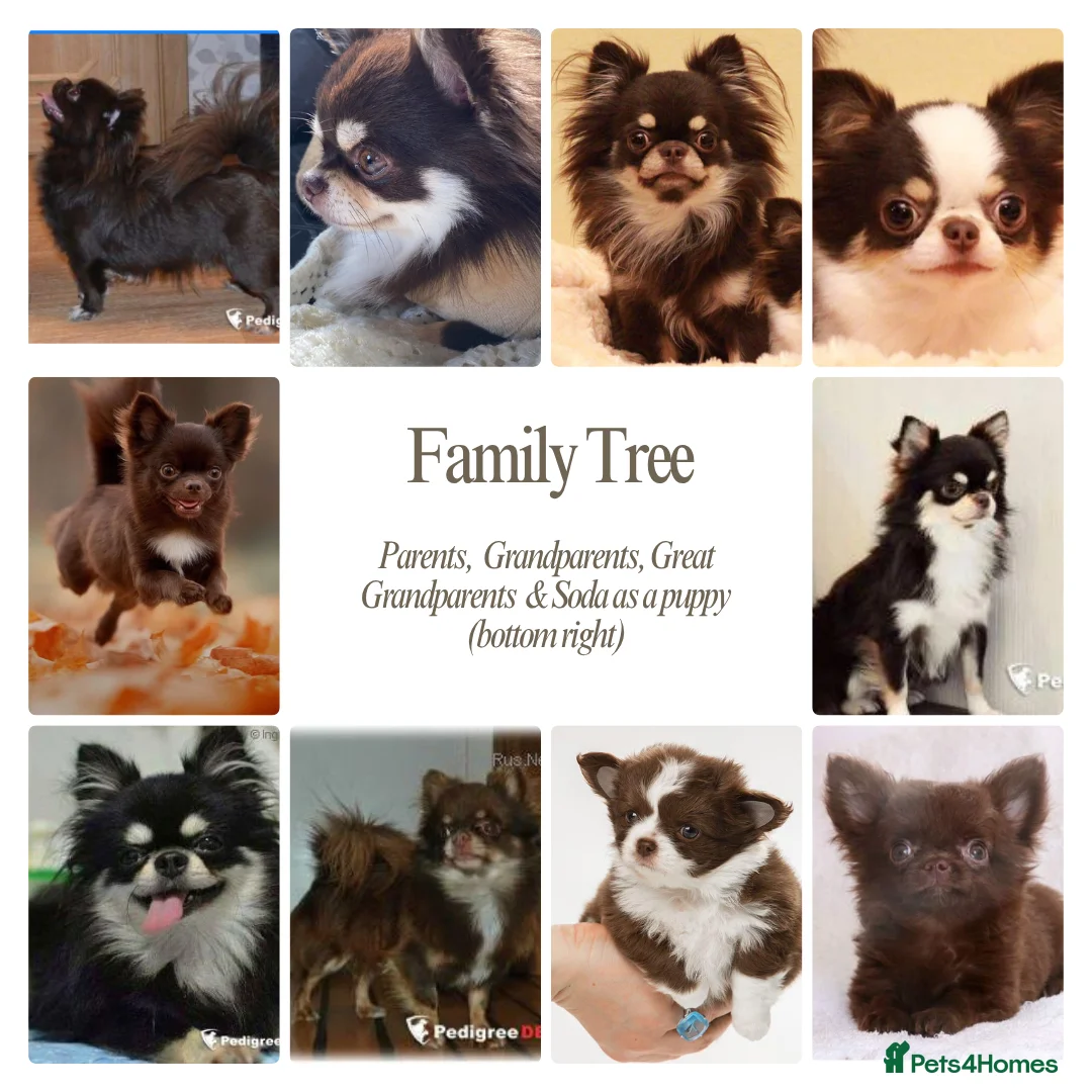 Chihuahua dogs for stud: ❤️ KC REG EXTENSIVELY HEALTH TESTED STUD ❤️ in London - Advert 20