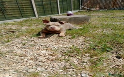 American Bully dogs for sale: Pocket bully  - Image 10