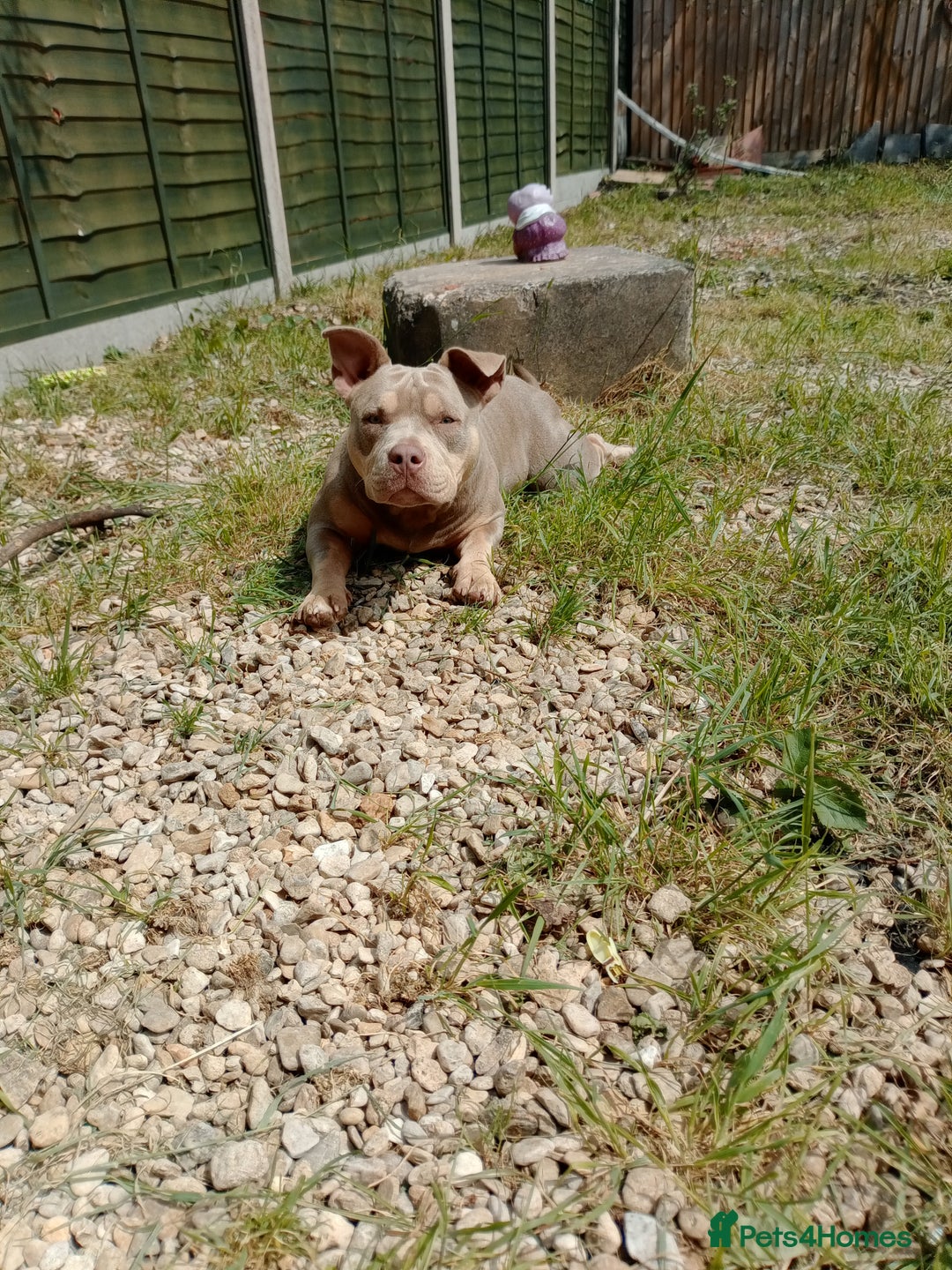 American Bully dogs for sale: Pocket bully  - Image 10