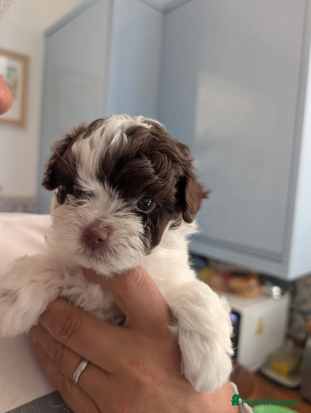 Pomapoo dogs for sale: 4 delightful pomapoo puppies for sale in London - Advert 2