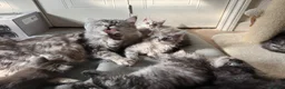 Maine Coon cats for sale: Exceptional Pedigree Maine Coon kittens available  in Worcester - Advert 19