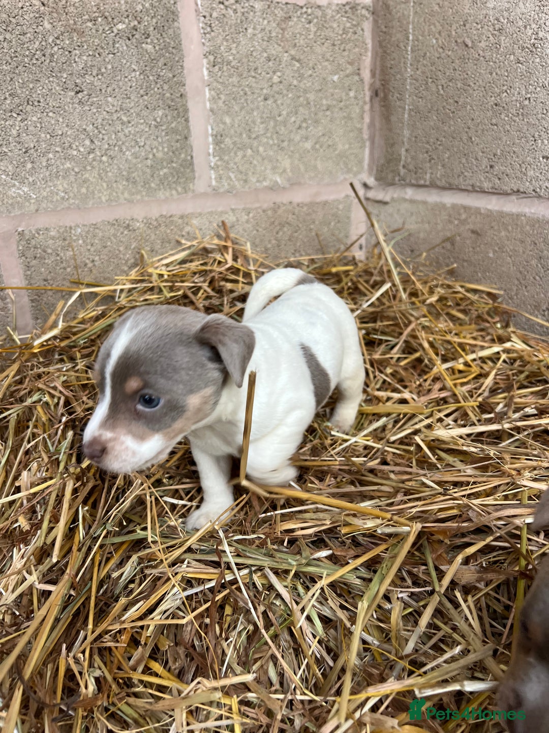 Jack Russell dogs for sale: Lilac & Tan Miniature Jack Russel  - Image 6