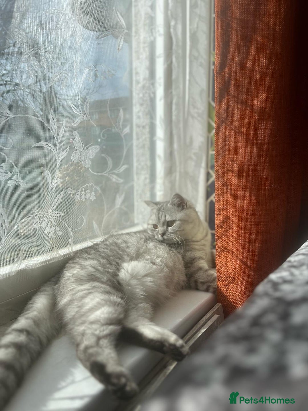 British Shorthair cats for sale: Beautiful bsh kittens looking for forever homes  - Image 14