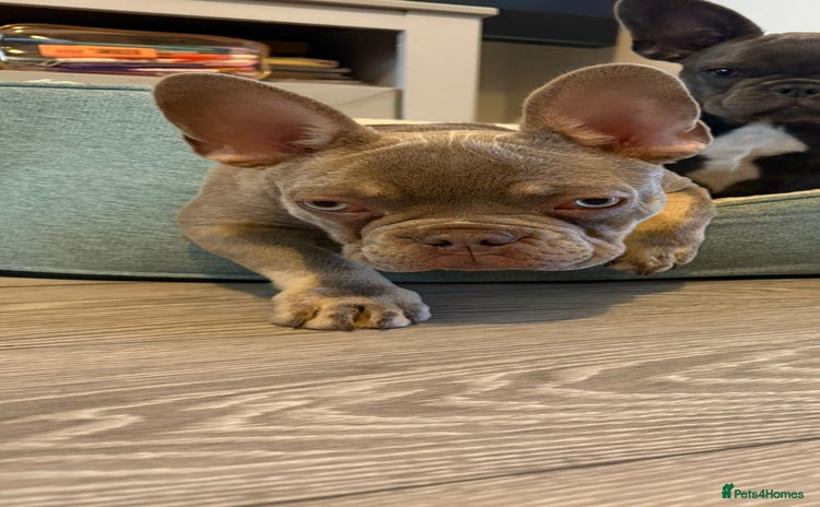 French Bulldog dogs - Advert 3