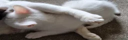 Mixed Breed cats for sale: Pretty kittens looking for loving homes  - Advert 12