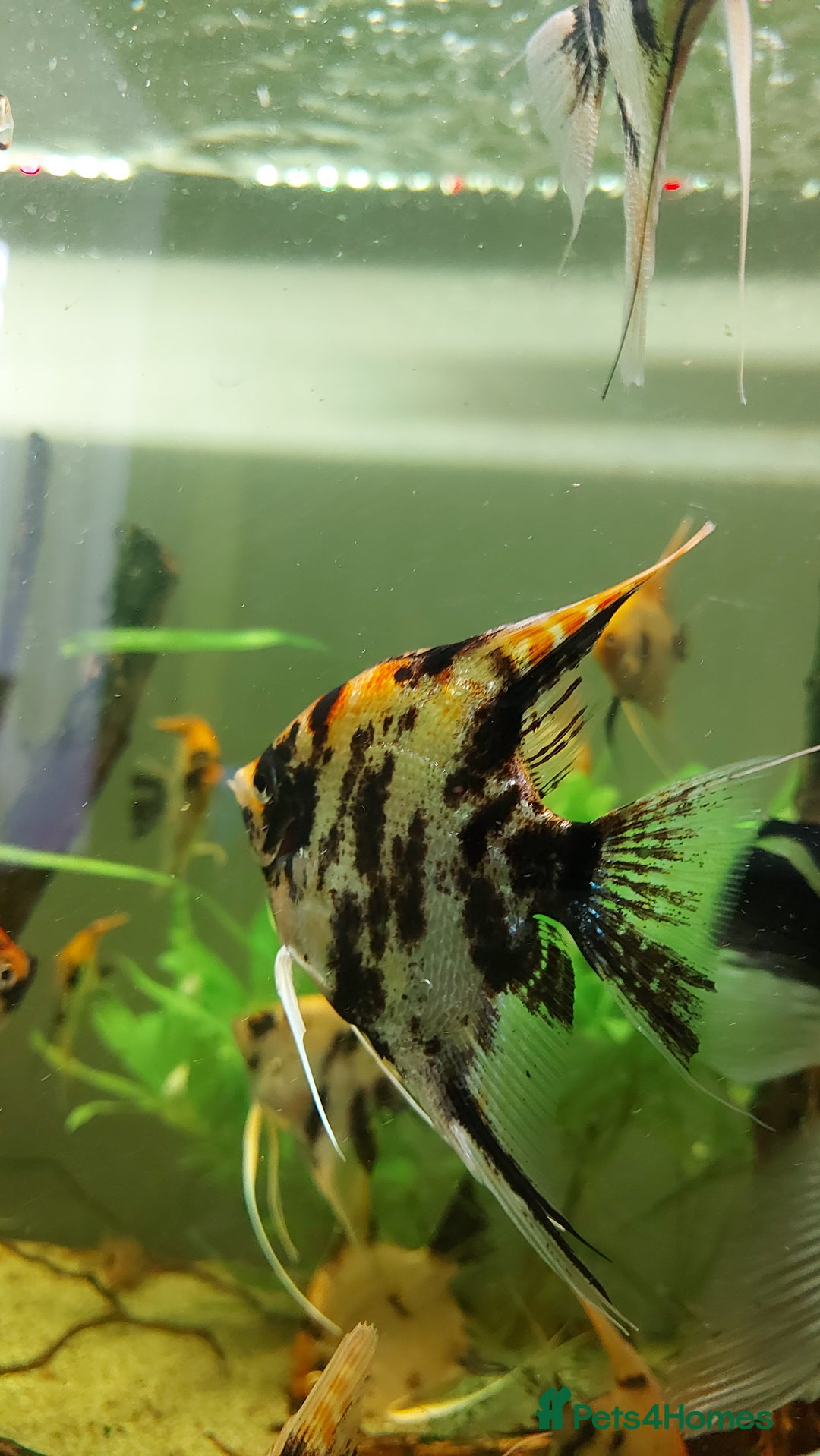 Angelfish fish for sale: Koi & Golden Marble Angelfish - Advert 6