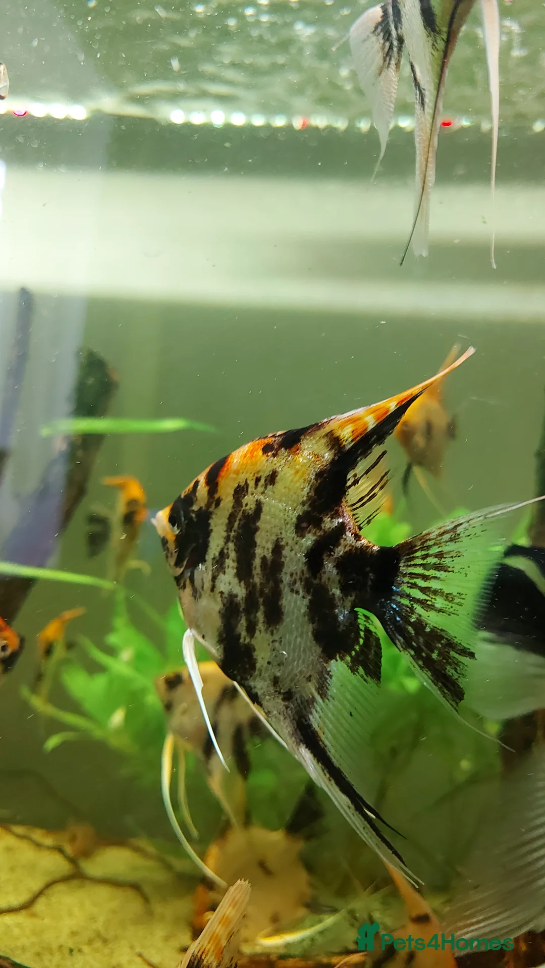 Angelfish fish for sale: Koi & Golden Marble Angelfish - Advert 8